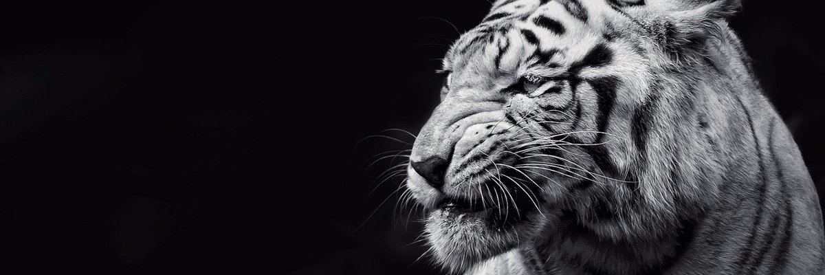 Səbastian Møran (RP) banner