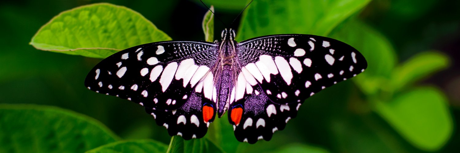 tiesteigensta's profile banner image