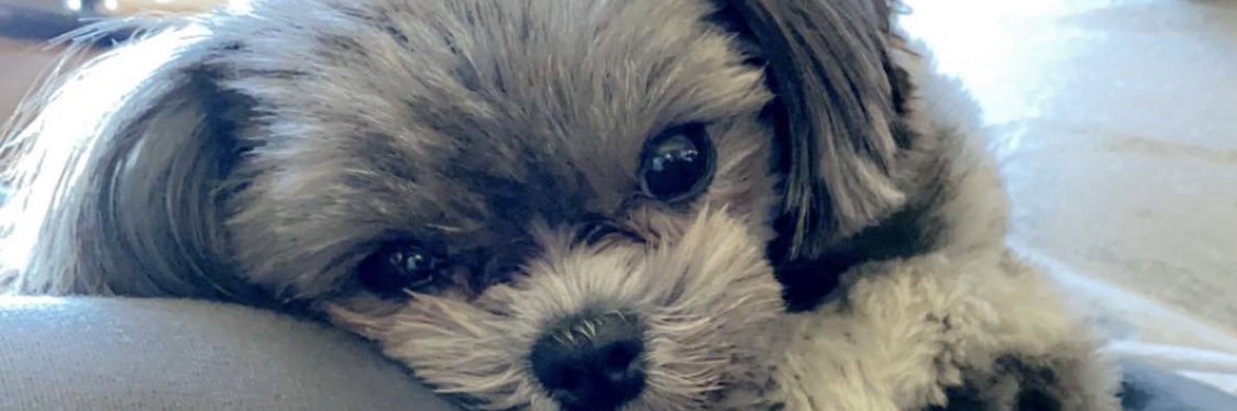 LucyJo2's profile banner image
