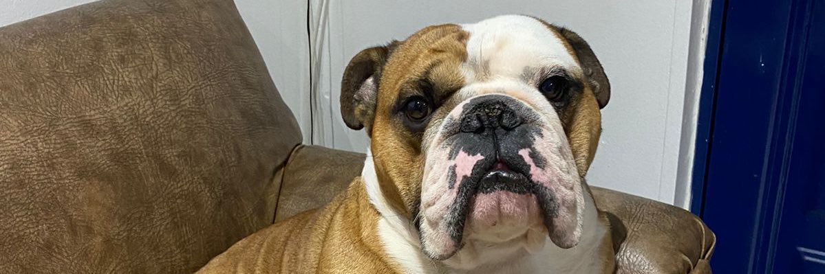 Dariana Garzon banner