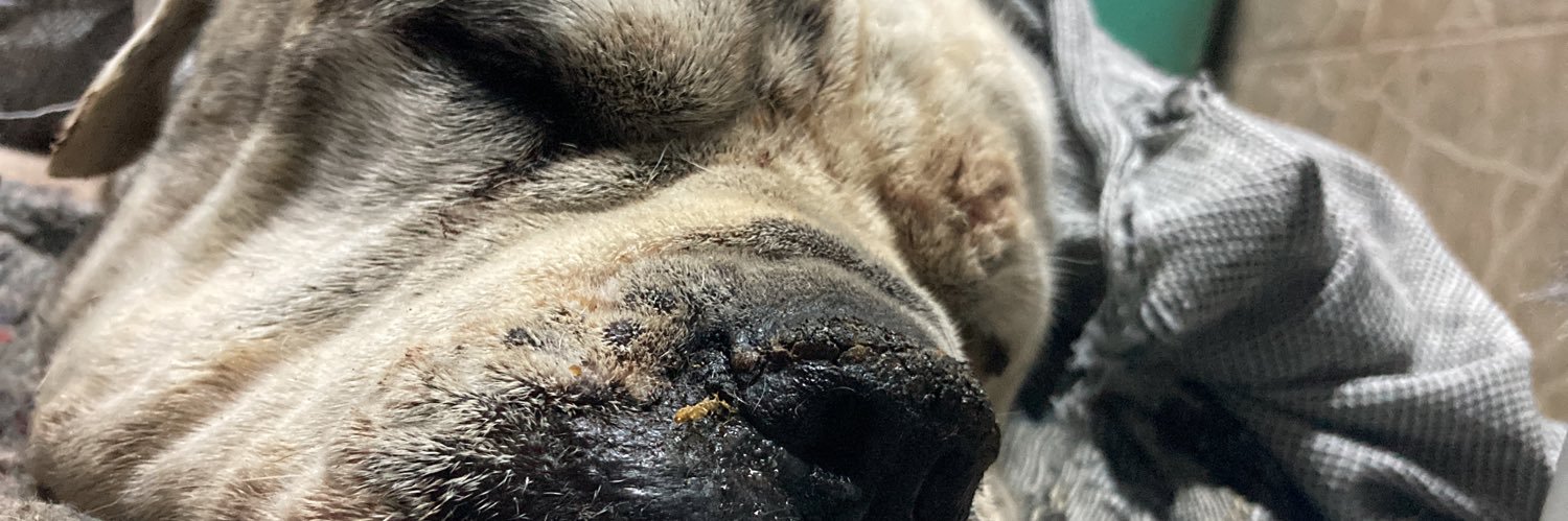 Matheus Cahet banner