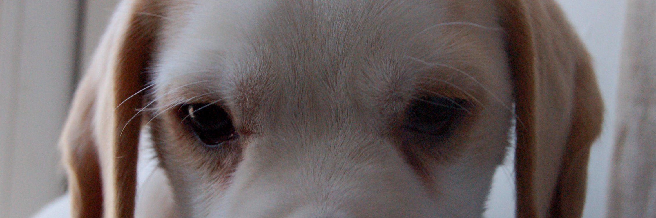 SmillaBeagle's profile banner image
