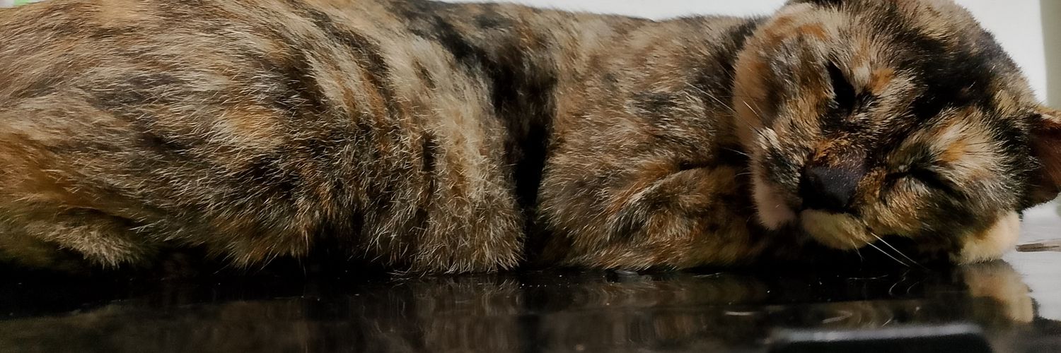 Aylin ꕤ banner