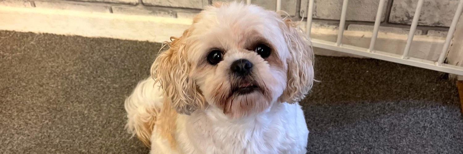 chardogs's profile banner image