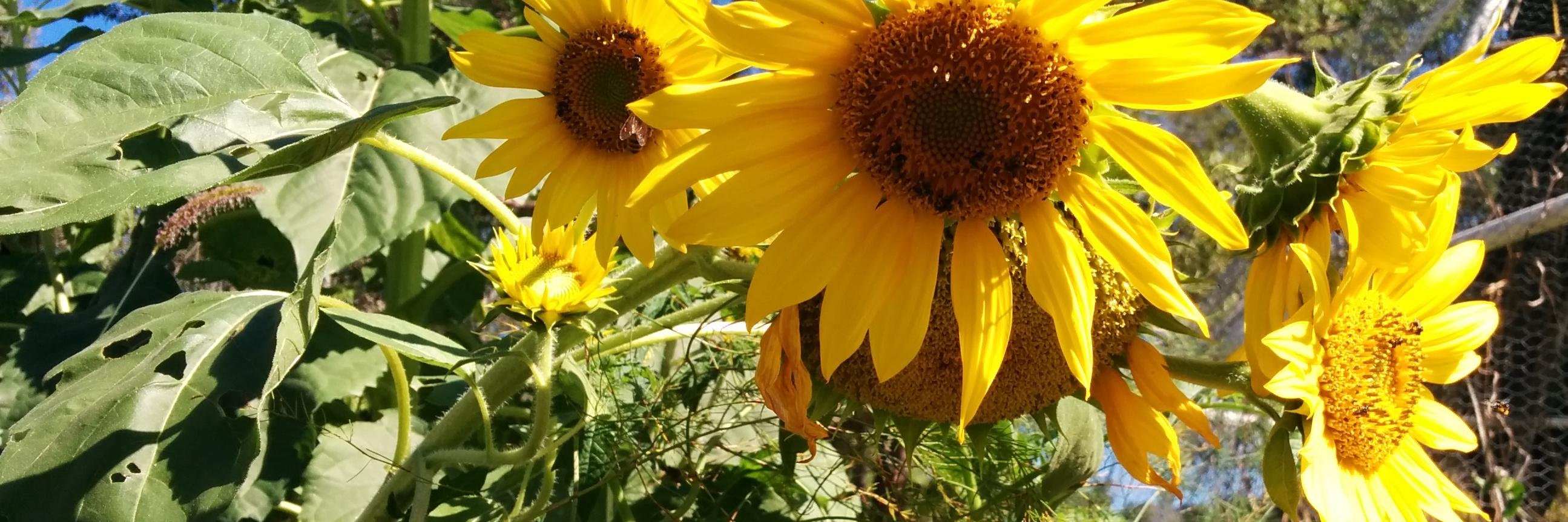 David P. Novakovic (deeplaysit) banner