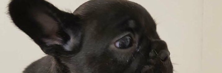 кαℓℓυzєяя banner