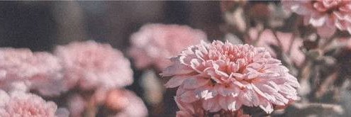 jhanissy's profile banner image