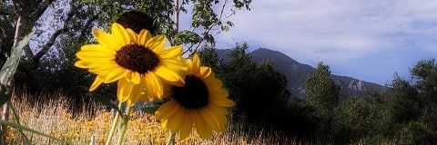 thybewitching's profile banner image