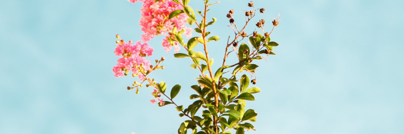 かなこ🕊もう泣かないもん banner