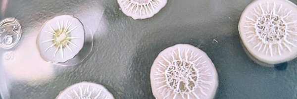 jorgerochaE Profile Banner