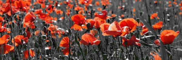 accypals2016 Profile Banner