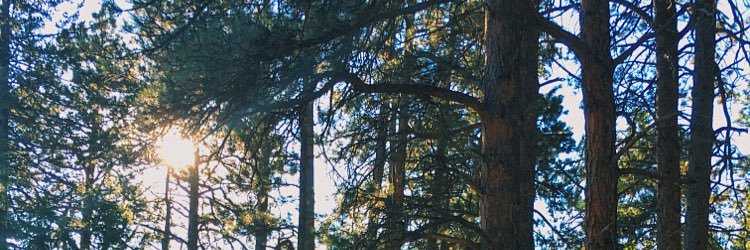 lizaloo6's profile banner image