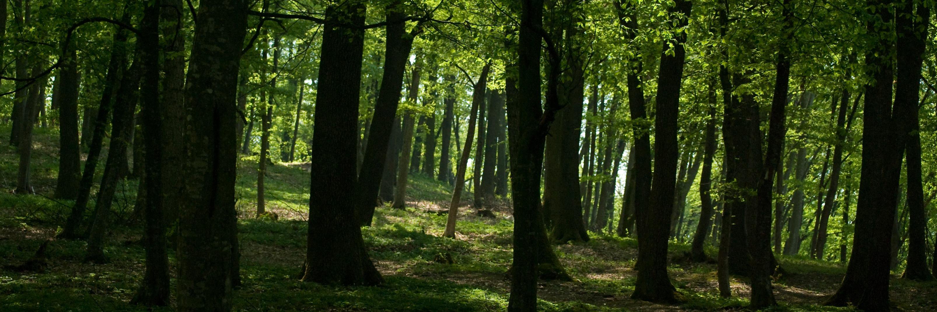 RR_Jacob21's profile banner image