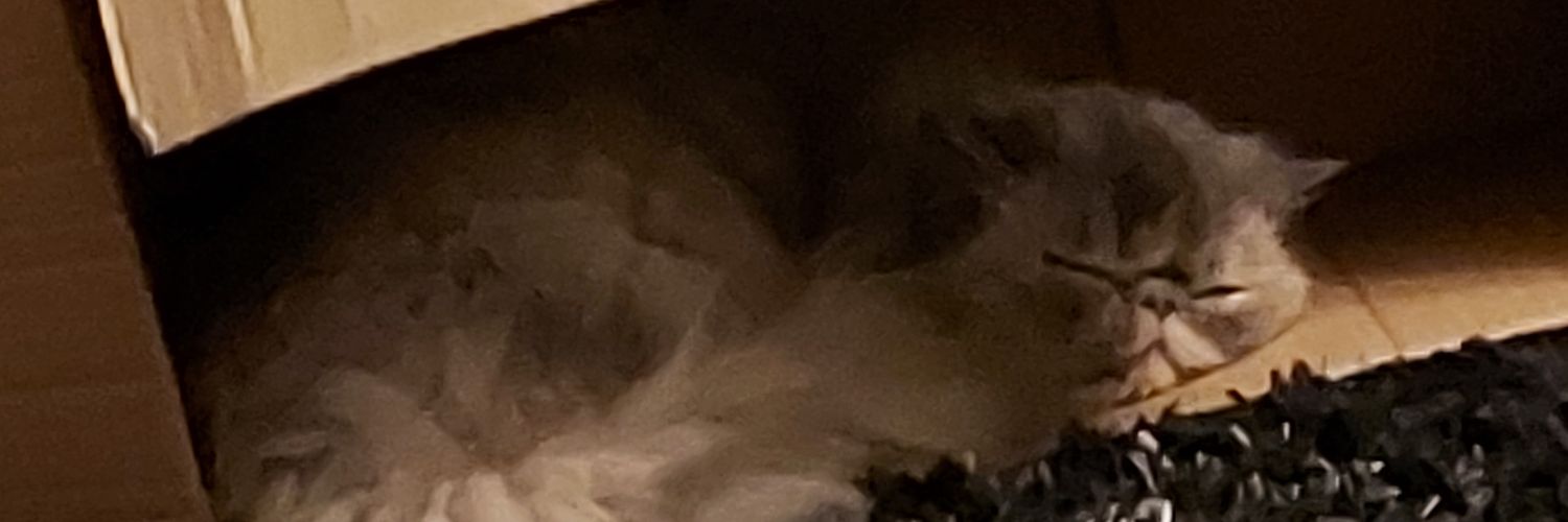 carollucini's profile banner image