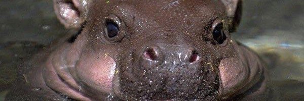 GuardianFlys Profile Banner
