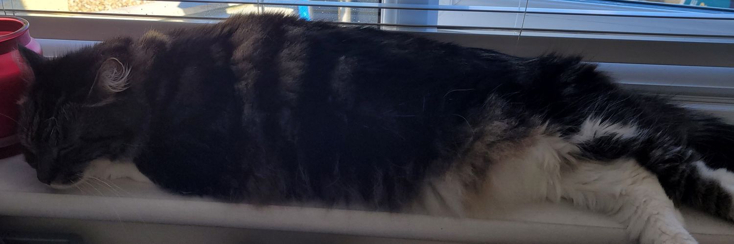 Catherine Gray 🏴󠁧󠁢󠁳󠁣󠁴󠁿 😽🐾 banner