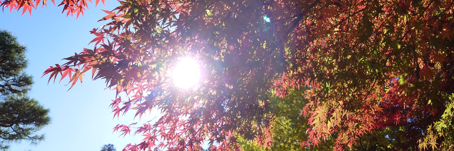 ヴィクセンのカメラ banner