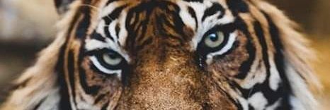 Leor banner