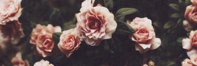 wishharrys's profile banner image