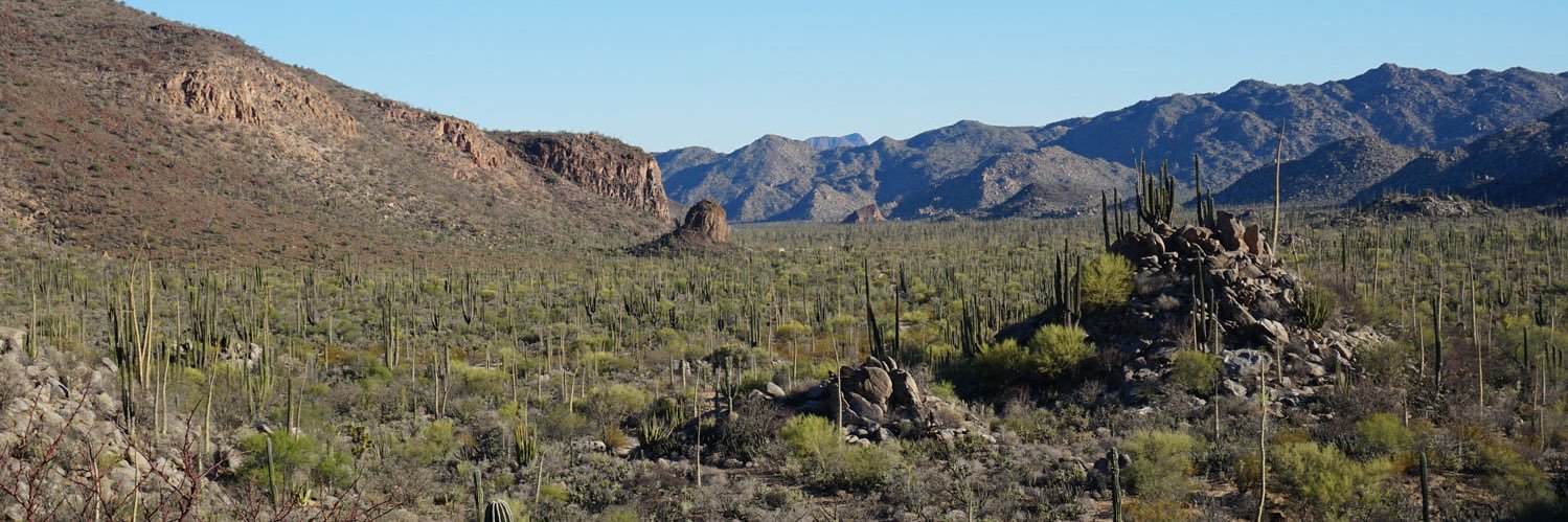 TheRealSicario banner