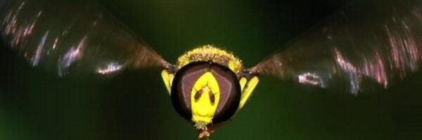 DipteristsForum Profile Banner