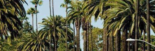 Chef Bernie Guzman banner