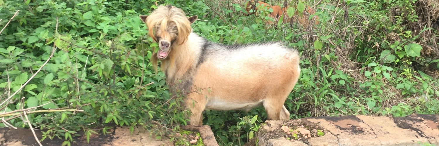 Half Blood Nerd ⚡ banner