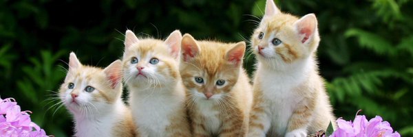 MeowMoeDotCom Profile Banner