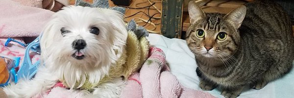 sakamoto905 Profile Banner