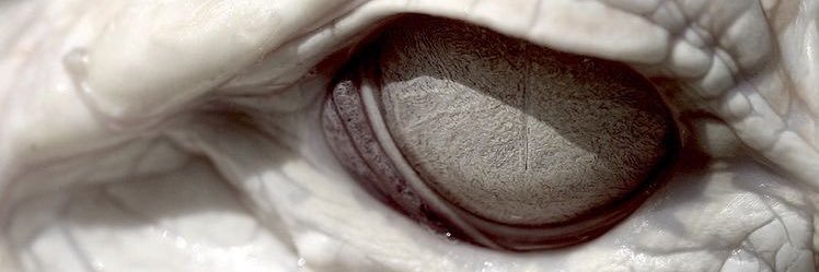 wikiargi's profile banner image
