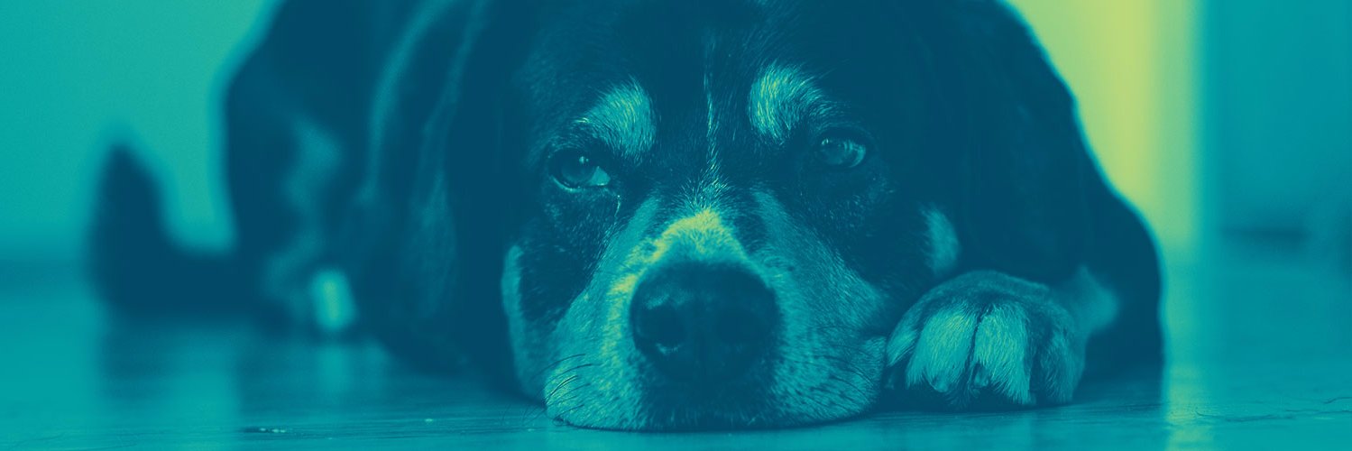 Canine Arthritis Management banner