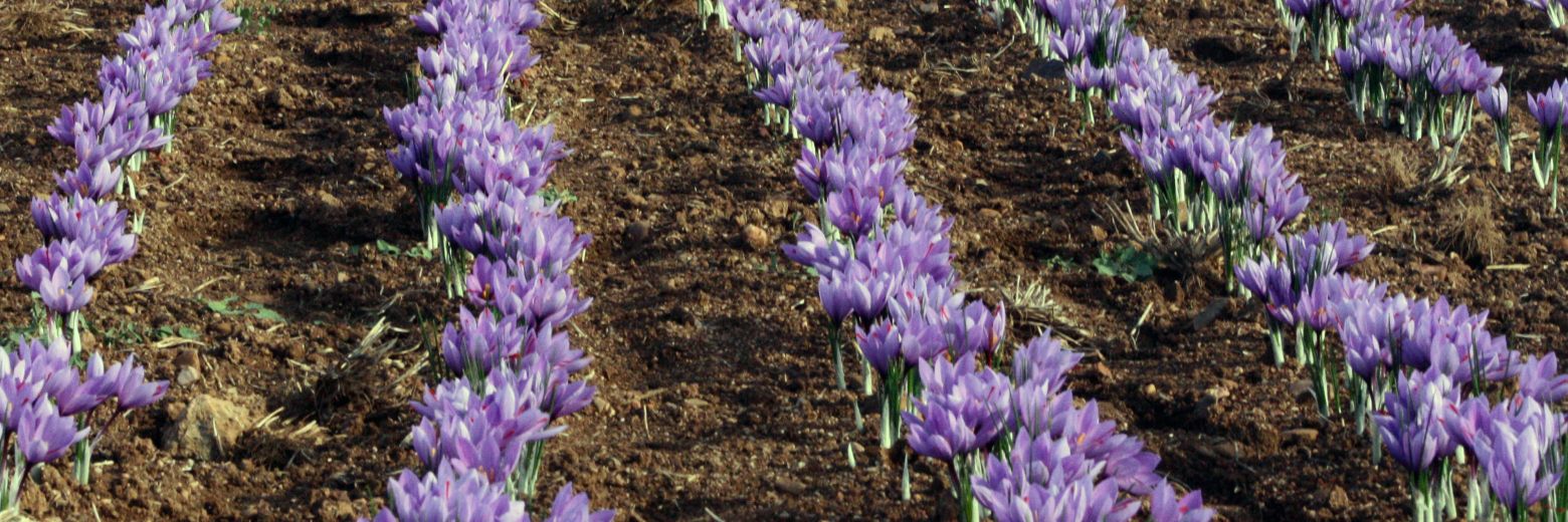 Azafranes Velador banner