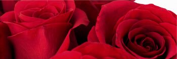 1SexxyRedd banner