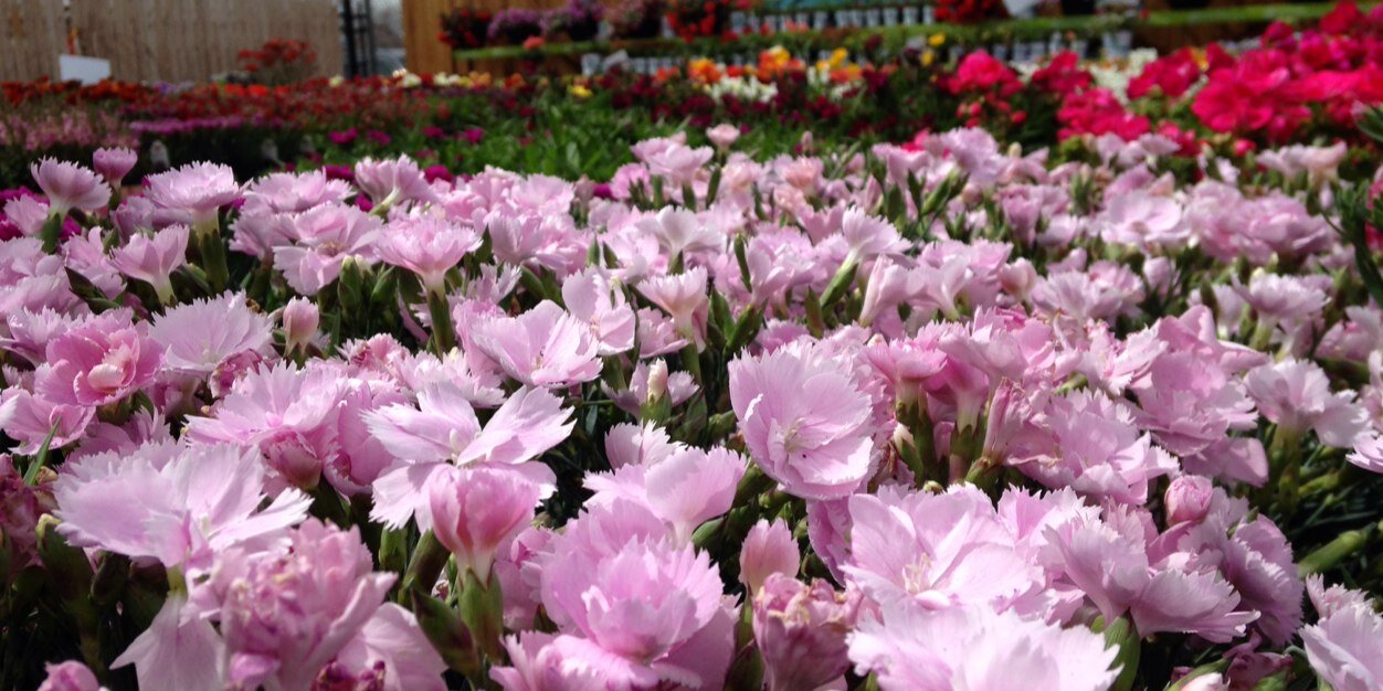 Matthew Walton banner