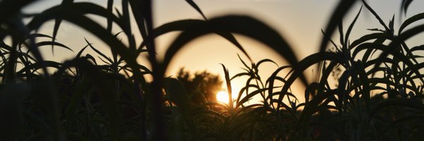 mikadv__ Profile Banner