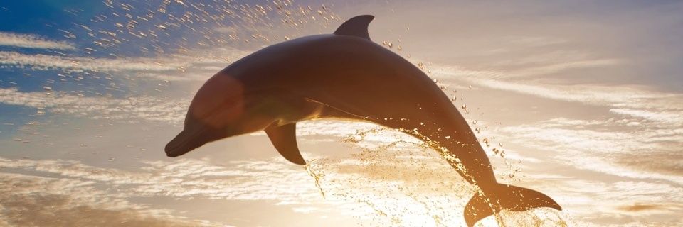 Mi pequeña brujita banner