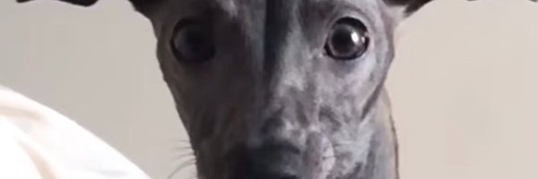 Sh1nl0l Profile Banner