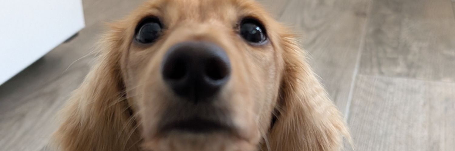 Chelsea_Joy's profile banner image
