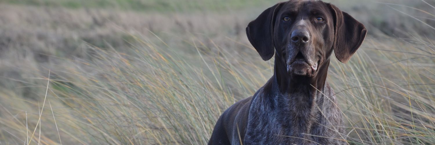 ByronSwales's profile banner image