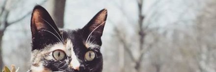 maulpets's profile banner image