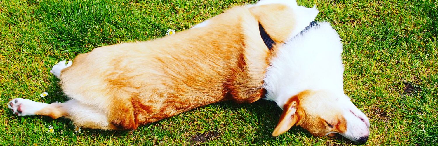 leelathecorgi's profile banner image