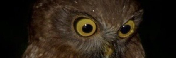 Ste the owl watcher Profile Banner