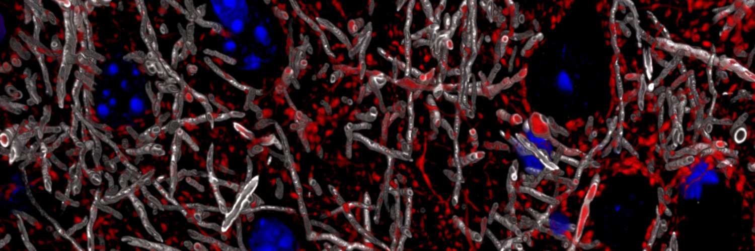 Kristina Micheva banner