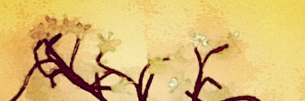 miscosasdehoy's profile banner image