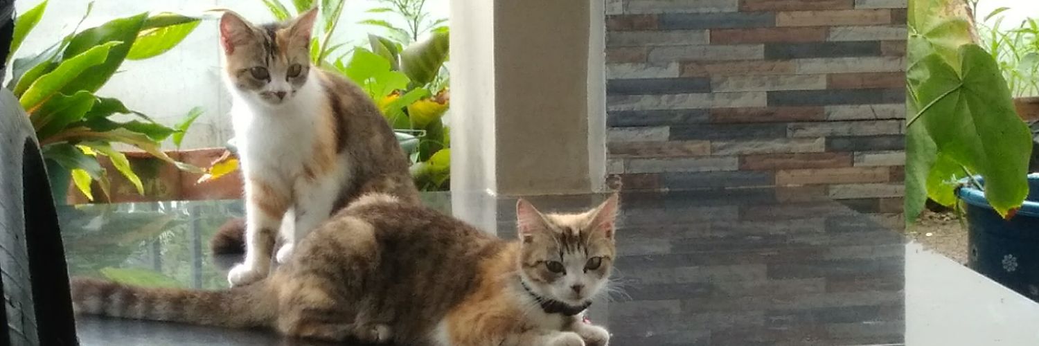 dinnypra's profile banner image