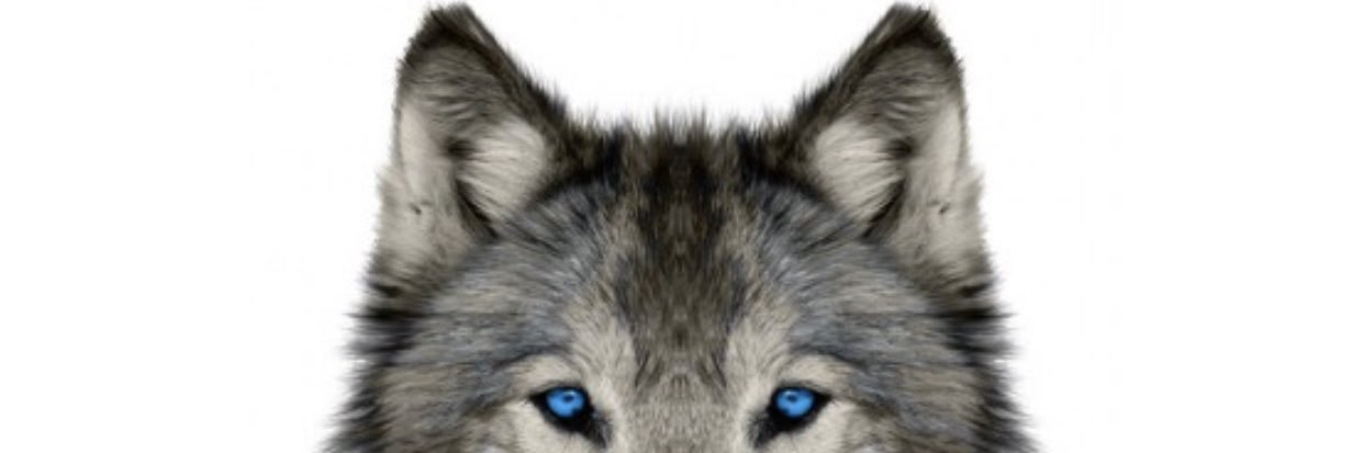 Araujotheus's profile banner image