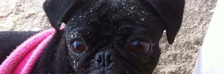 pausitiva's profile banner image