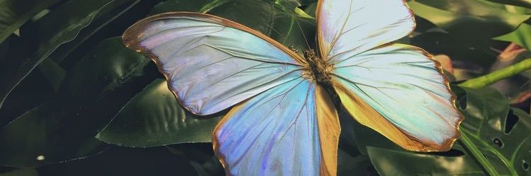 X banner