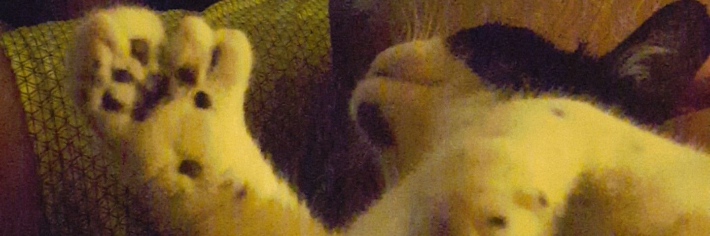 shannon_shepler's profile banner image