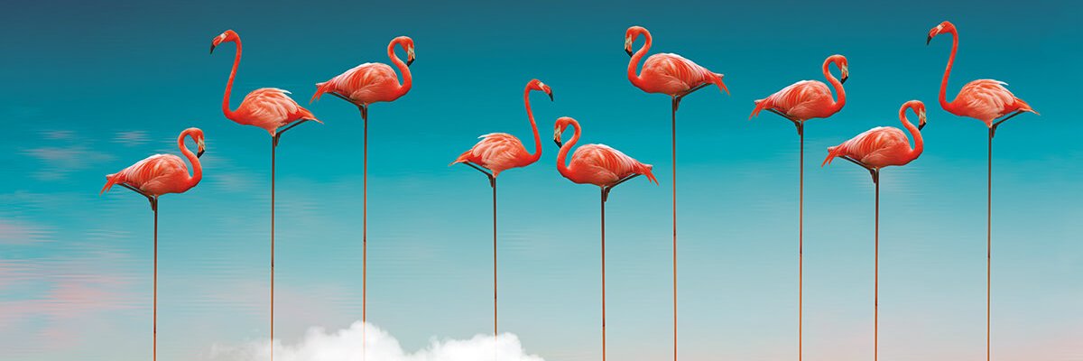 flamingodom's profile banner image